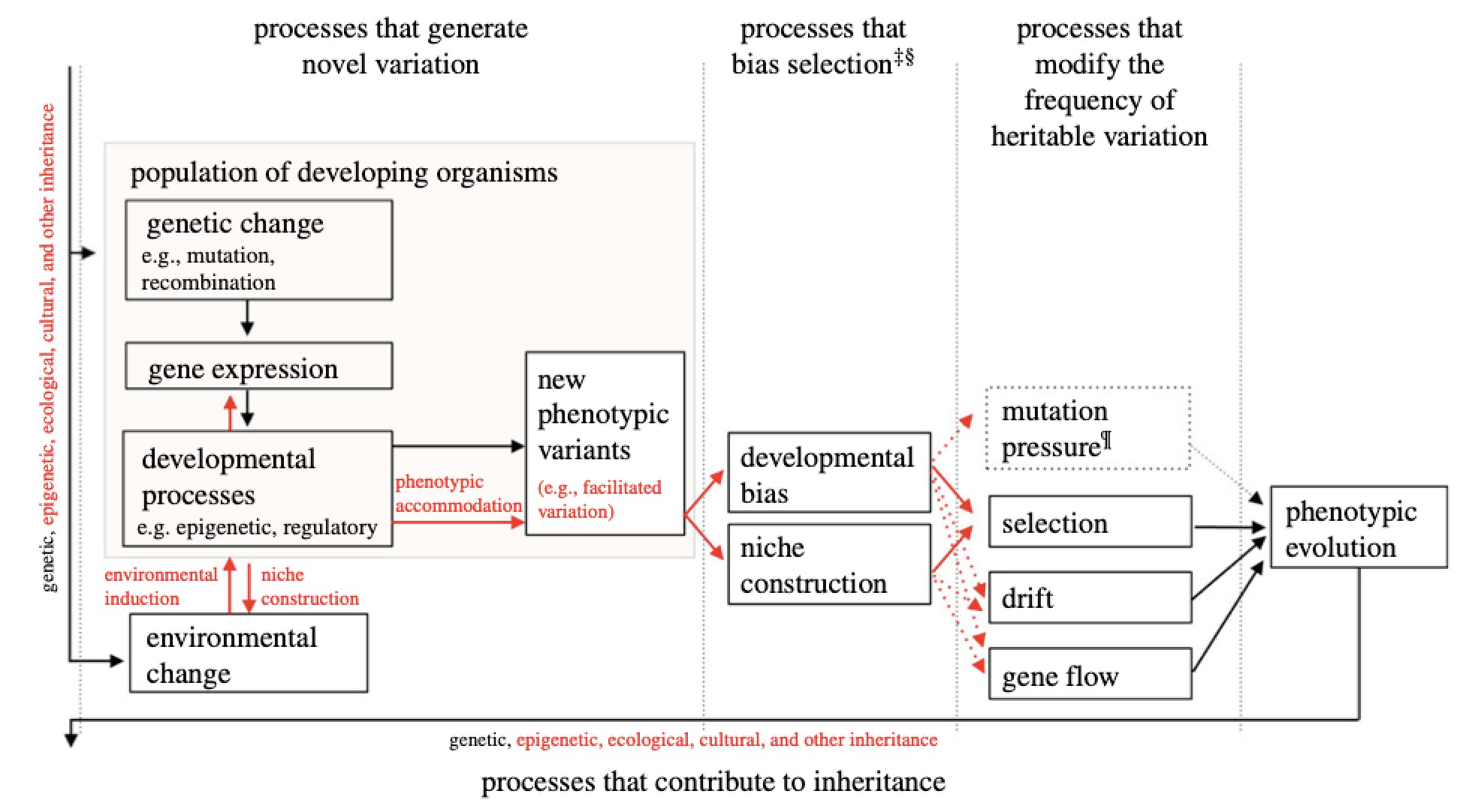 Arrows represent causal influences. Processes shown in **red** are those emphasized by the **EES**, but not a more traditional perspective